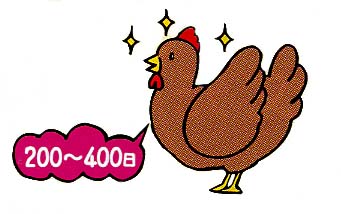 こだわり卵 （たまご）は200〜400日の若鶏の卵！